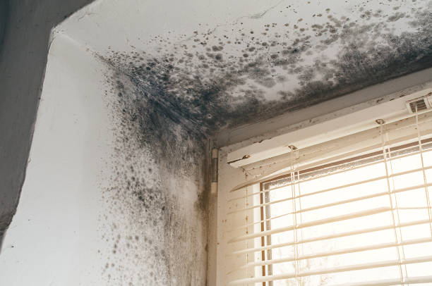 Affordable Mold Cleanup solutions in Belvidere, NC